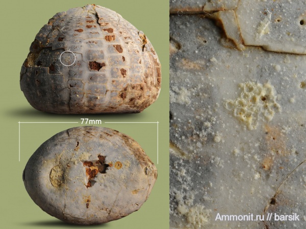 морские ежи, Echinocorys, р. Большой Зеленчук