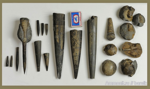 белемниты, юра, ростры, Megateuthis, р. Большой Зеленчук, Pachybelemnopsis, Bajocian, Jurassic, belemnites