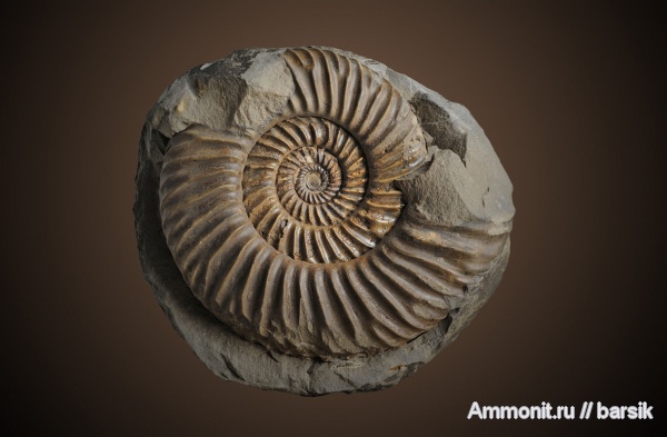 Parkinsonia, р. Большой Зеленчук, ventral bite marks, Rarecostites, Кяфар