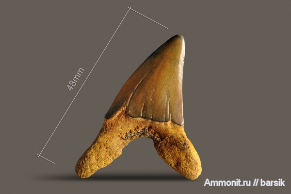 зубы, акулы, Otodus, Ростовская область