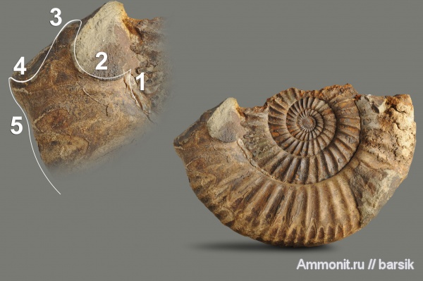 аммониты, байос, вентральные укусы, ventral bite marks, Rarecostites, Кяфар