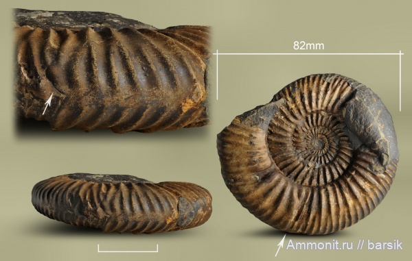 аммониты, байос, Rarecostites, Кяфар