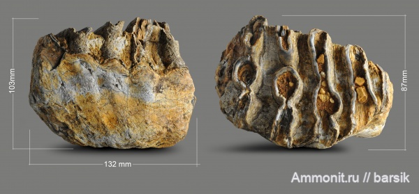 мамонты, хоботные, Mammuthus meridionalis, Mammuthus