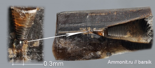 белемниты, юра, ростры, байос, протоконх, belemnites, phragmocones, Dicoelites octobris