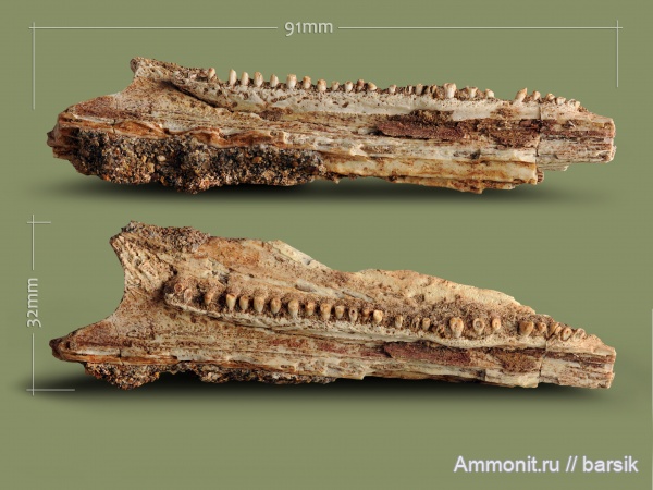 триас, амфибии, зубы, кости