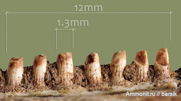 триас, амфибии, зубы