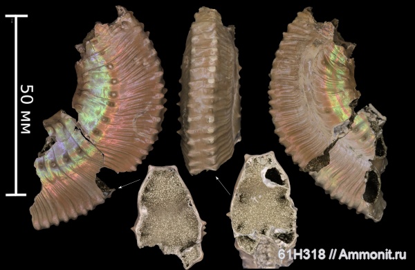 аммониты, юра, Kosmoceras, келловей, прижизненные повреждения, Змеинка, ammonoid sublethal injuries