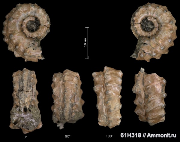 аммониты, юра, Kosmoceras, келловей, прижизненные повреждения, Змеинка, ammonoid sublethal injuries