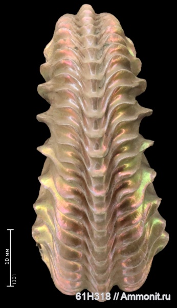 аммониты, юра, Михайлов, Cardioceras, Cardioceras quadrarium