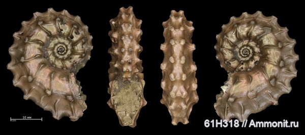 юра, Kosmoceras, келловей, Змеинка, зона Coronatum