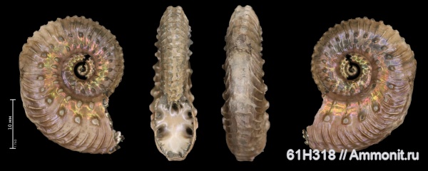 юра, Kosmoceras, келловей, прижизненные повреждения, Змеинка, ammonoid sublethal injuries, зона Coronatum