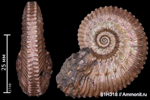 юра, Kosmoceras, келловей, Змеинка, зона Coronatum, kosmoceras pollucinum