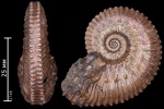 Kosmoceras cf. pollucinum