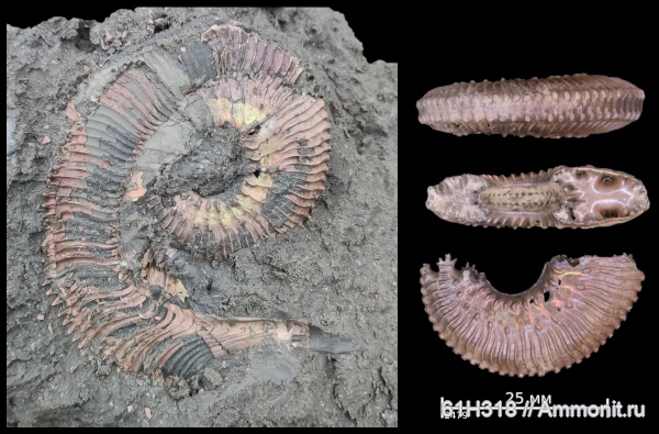 юра, Kosmoceras, келловей, Михайловцемент, ушки, устье, зона Coronatum