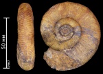 Indosphinctes sp.