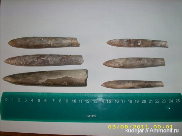 белемниты, Belemnella, belemnites