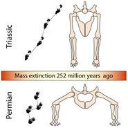 Как изменялось строение конечностей рептилий в перми и триасе